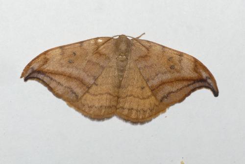 Drepana curvatula